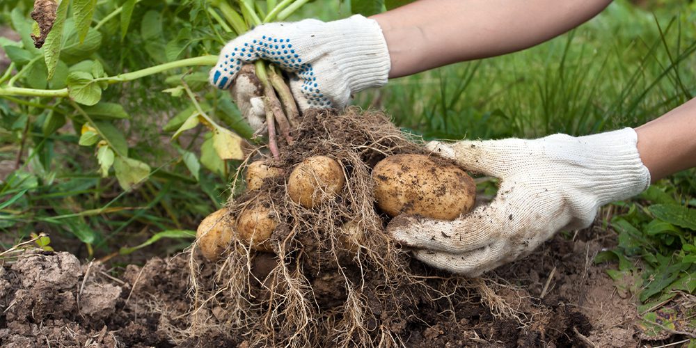 12 Simple Tips For Growing Perfect Potatoes planting and harvesting potatoes