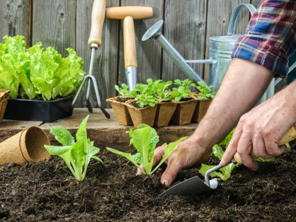 easy vegetables to grow for beginners