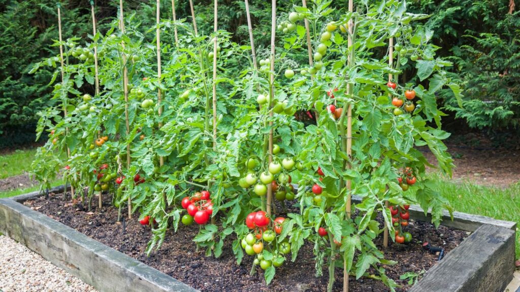 Cherry Tomatoes - easy vegetables to grow for beginners