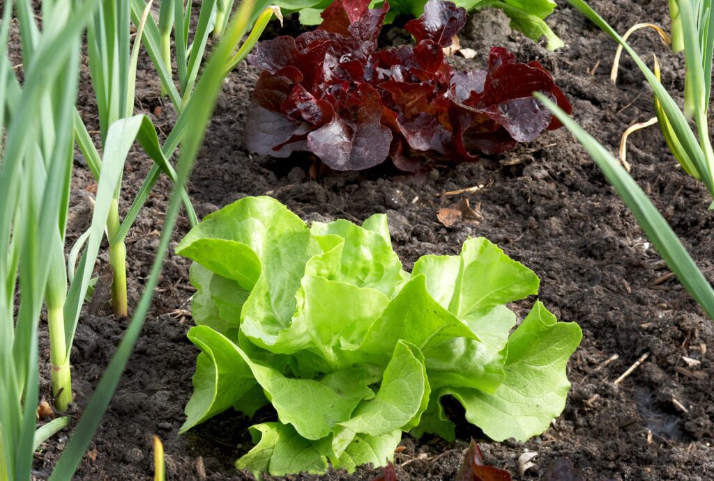 best companion plants for lettuce