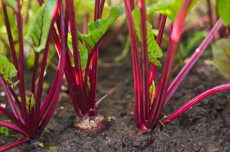 Beets growing in the garden