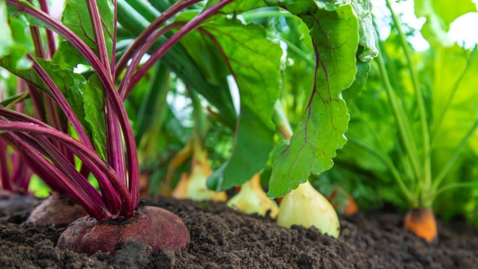 easy vegetables to grow for beginners