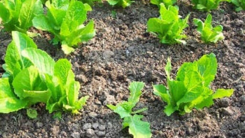 how to grow romaine lettuce from seed