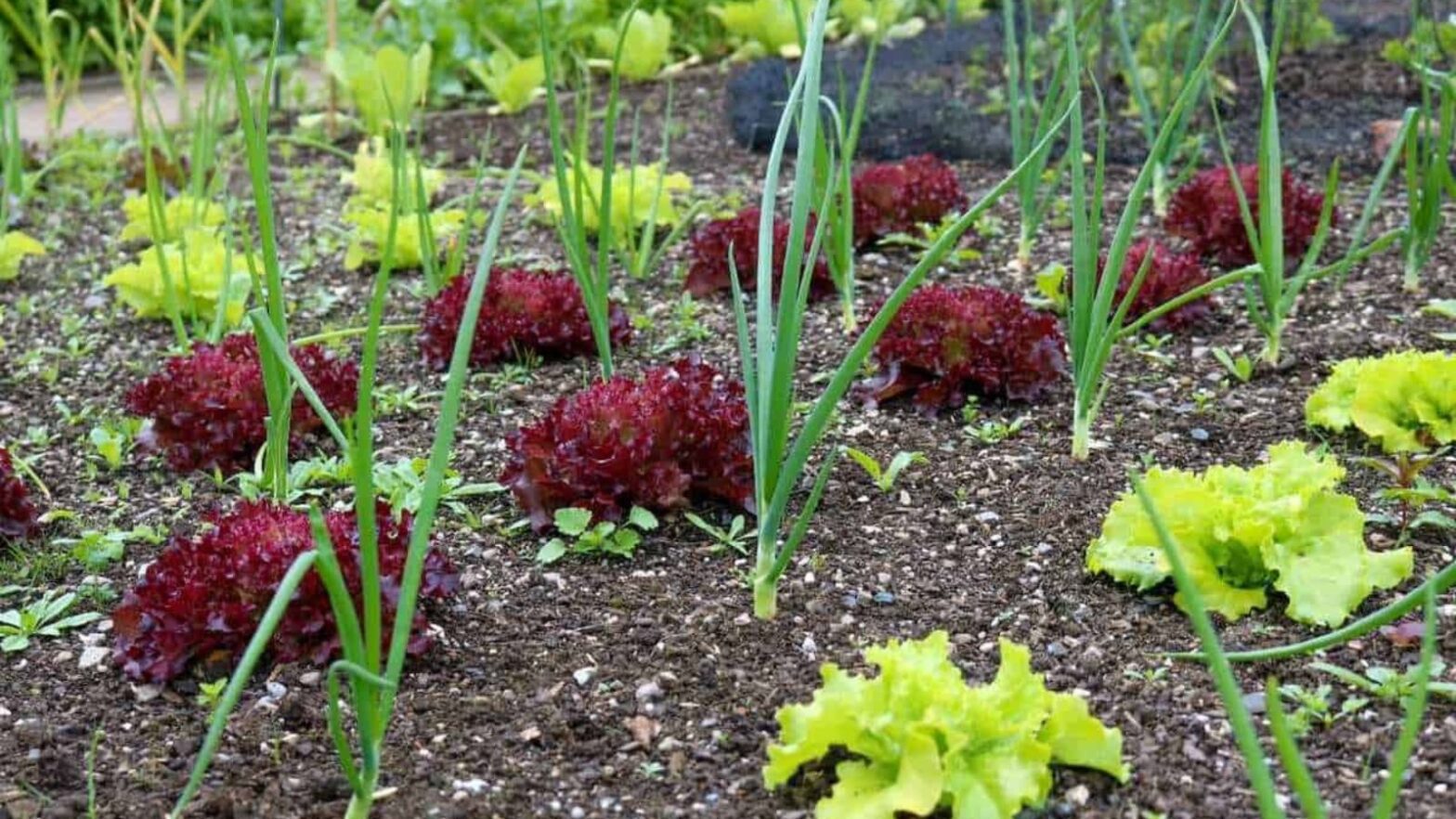 best companion plants for lettuce