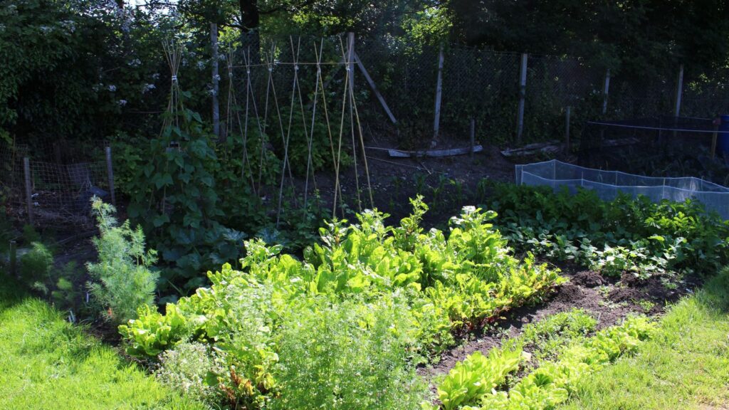 vegetables that grow in shade