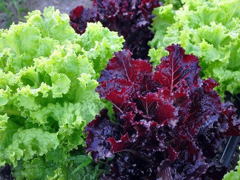 Jazzy Leaf Lettuce