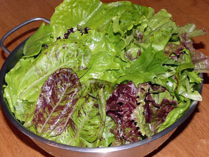 L1900487copyrightTendingMyGarden.com mix of lettuce July 2