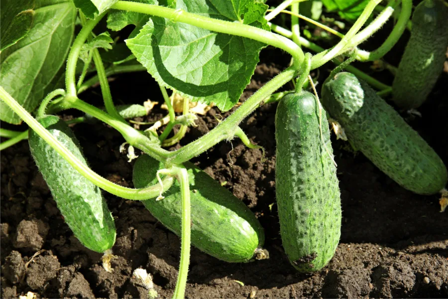 cucumber plants producing.jpg