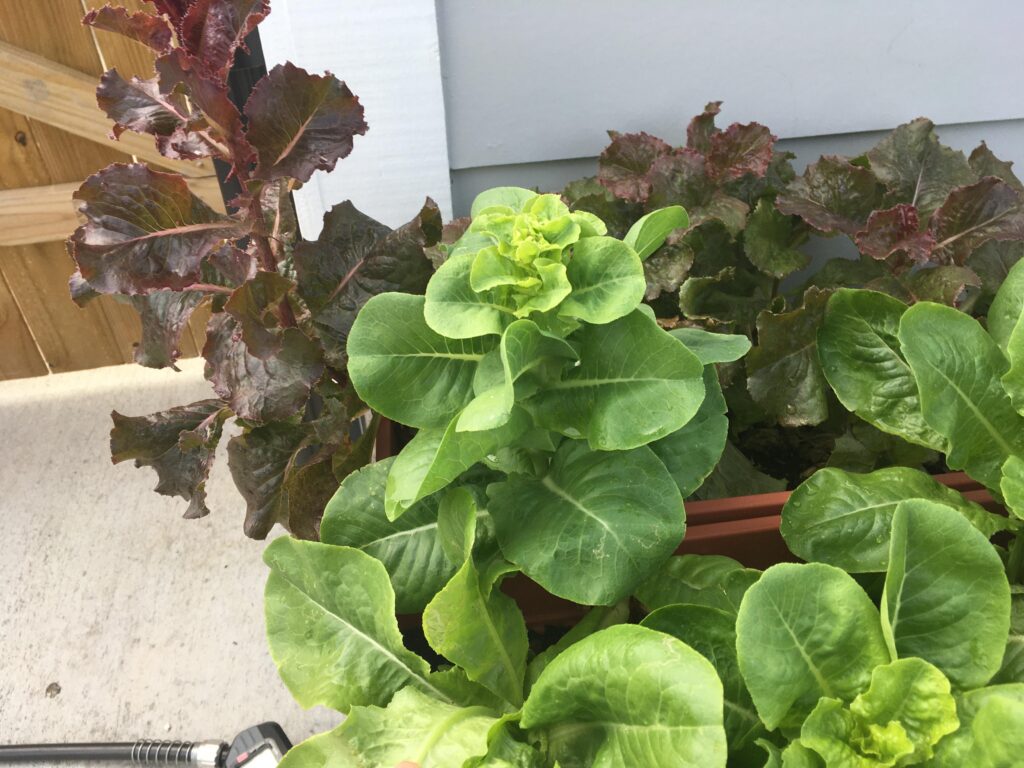 Why is my lettuce bitter