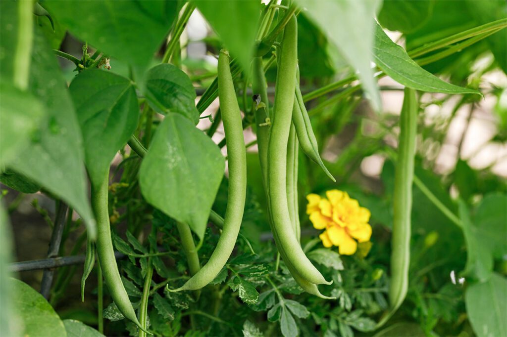 Green Beans - easy vegetable to grow