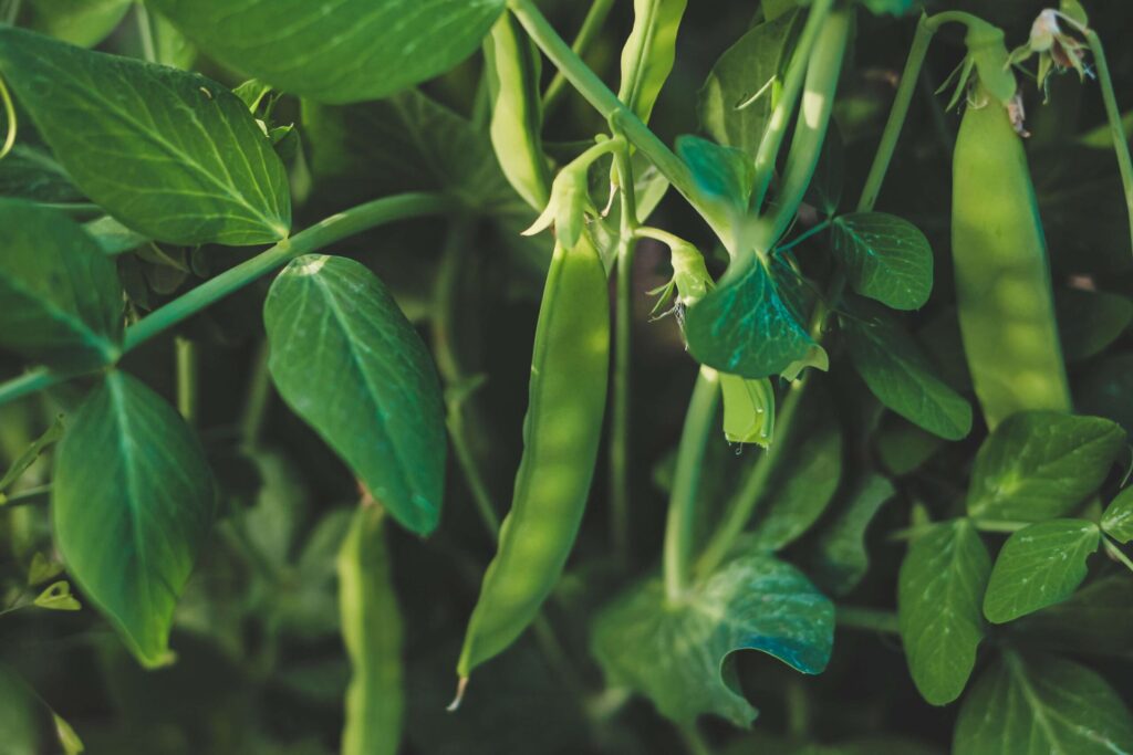 peas scaled 1