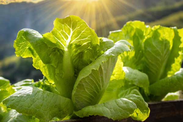 how to grow romaine lettuce from seed