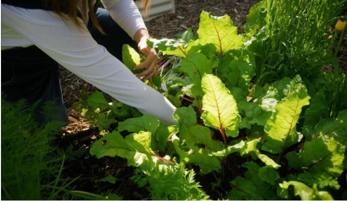vegetables that grow in the shade 