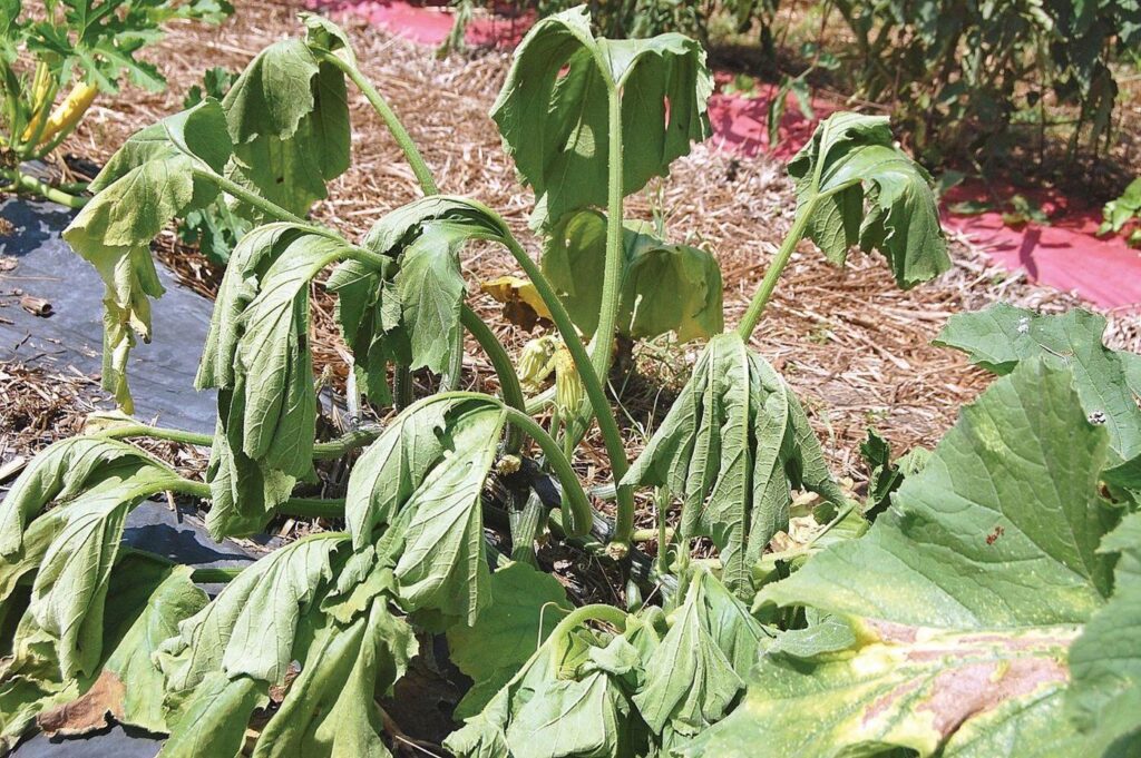 wilting squash plant because of squash vine borer infestation