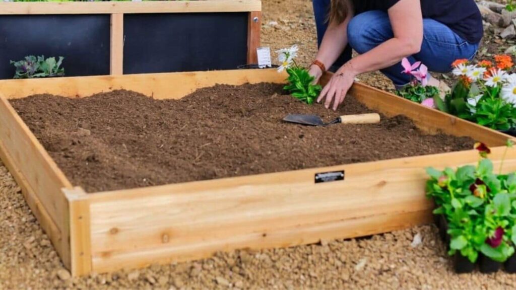 planting tomatoes in garden raised beds