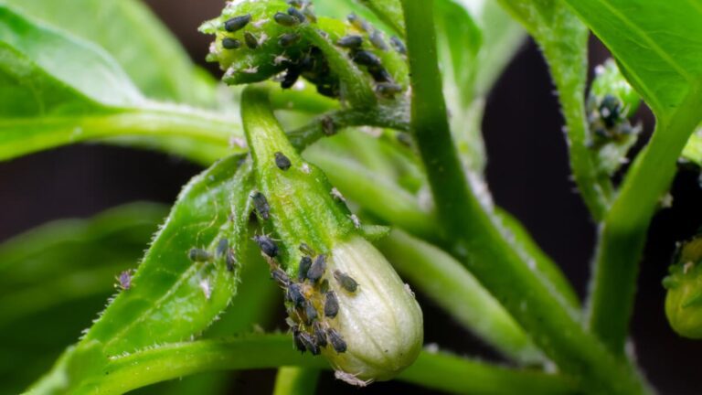 aphids on chilli plants