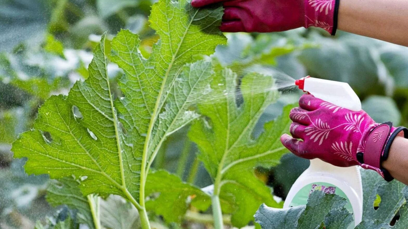 the right way to use neem oil on plants