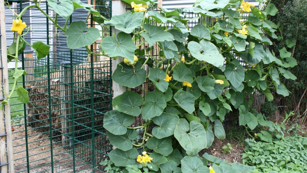 a squash plant grown vertically using trellis