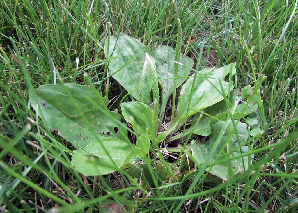 Broadleaf weed in grass 1024x732 1