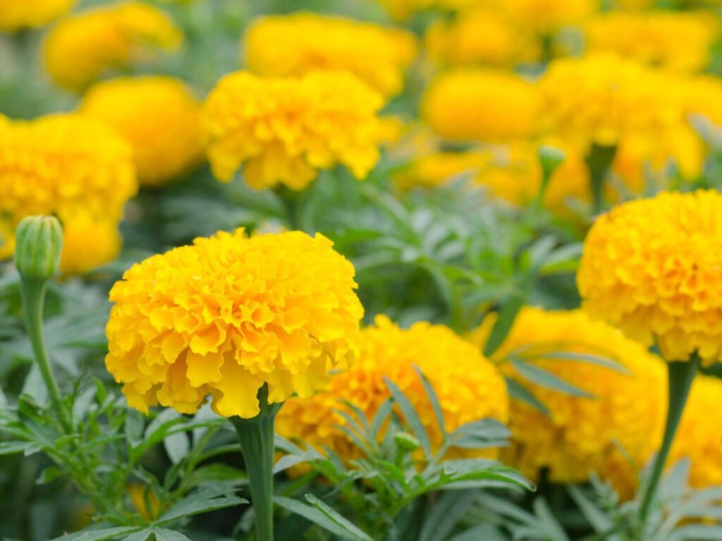 yellow marigold