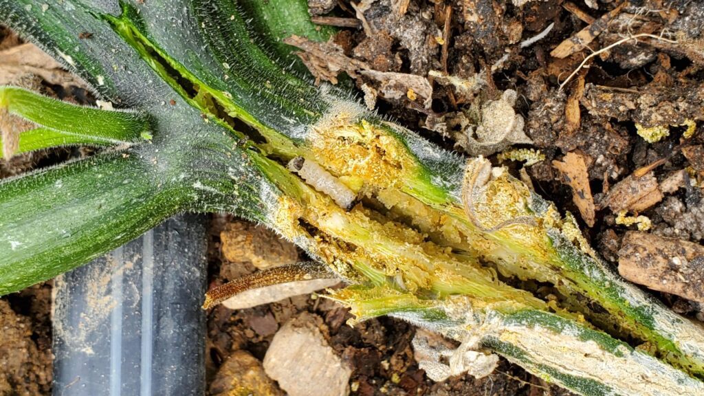 Sawdust-Like Frass on a squash plant caused by vine borer