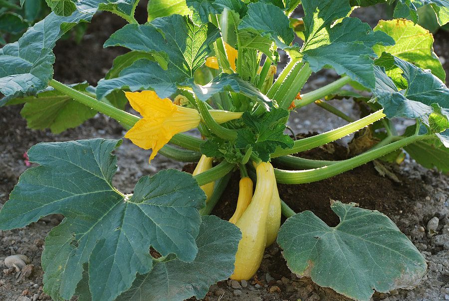 A healthy squash plant