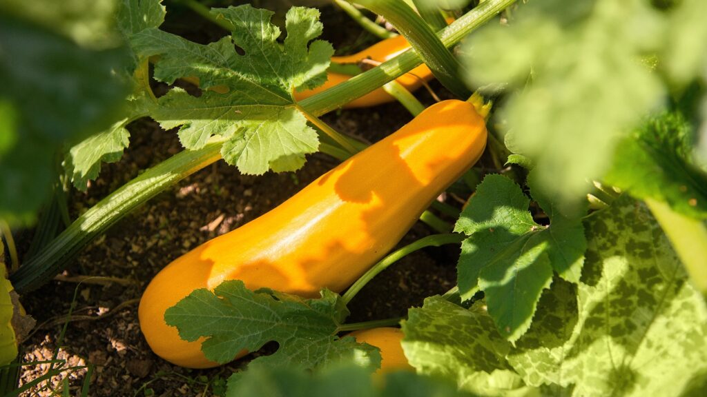 how to grow squash vertically