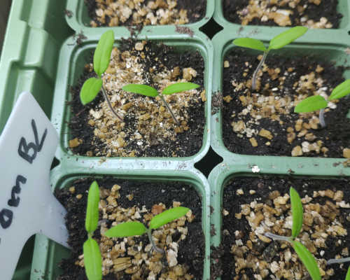 Black Prince tomato plant