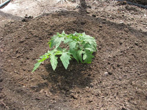 planting tomatoes in garden raised beds 