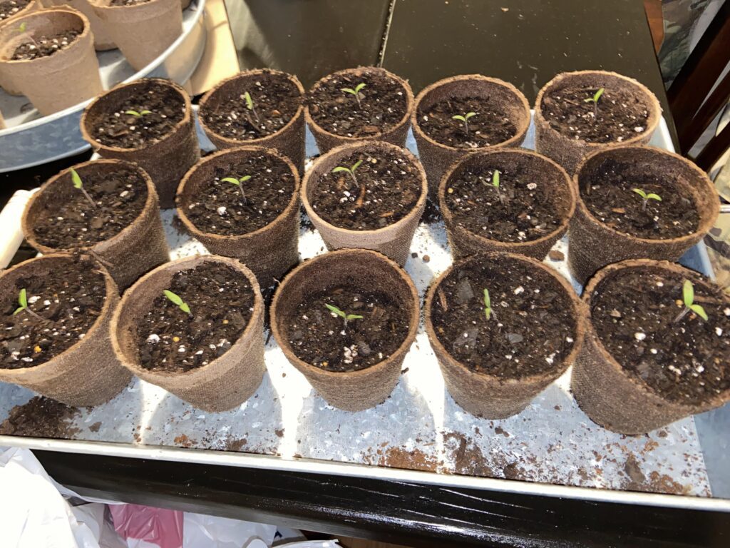 chocolate cherry tomatoes plants