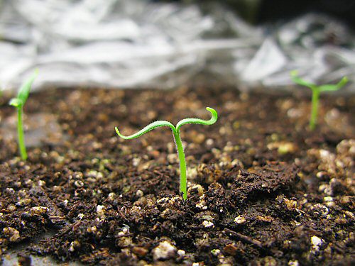 win08 first eggplant