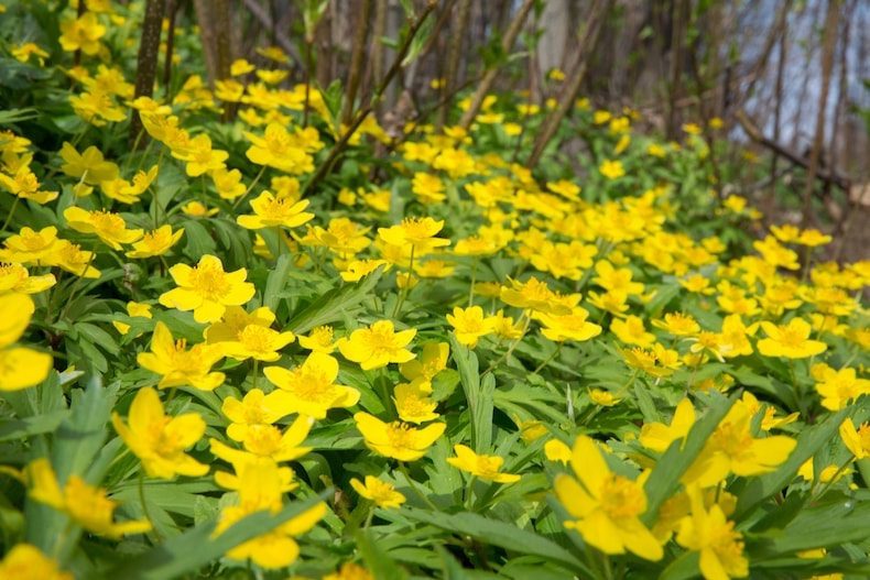 yellow winter aconite groundcover