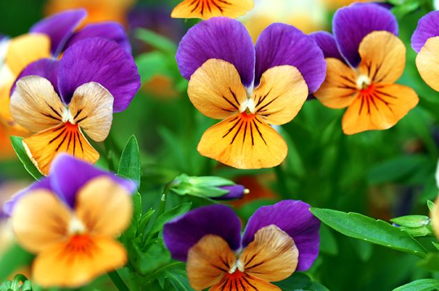 126 2665 Pansy Jolly Joker Plandome New York 630x418 1