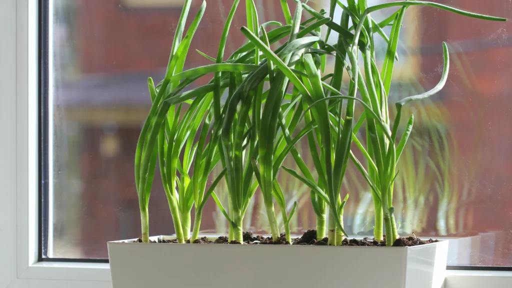 how to grow green onions indoors