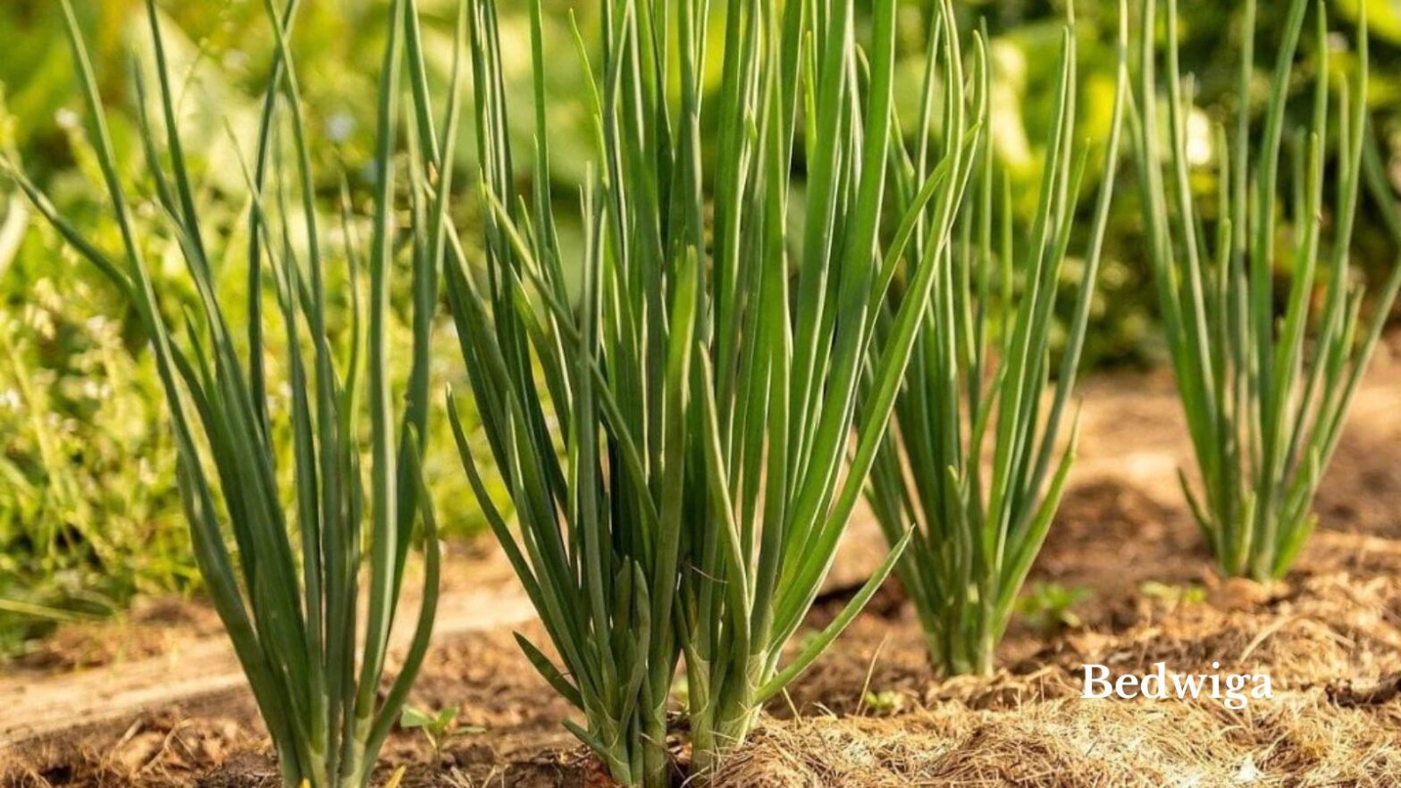 how to grow green onions