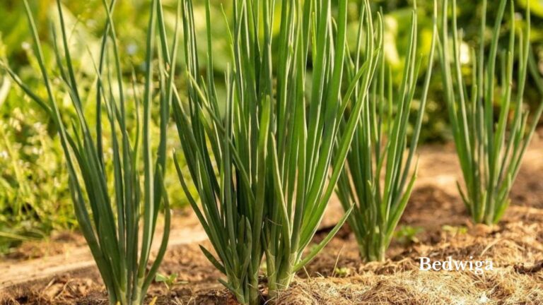 how to grow green onions