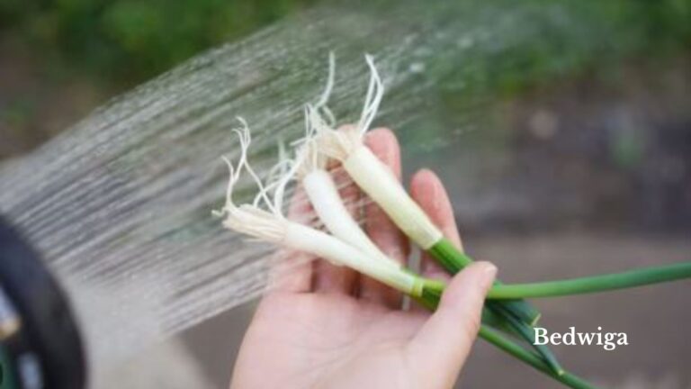 growing green onions from scraps