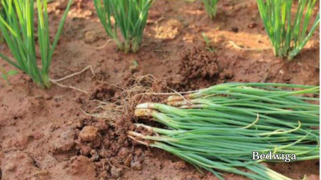 how to grow green onions from onions