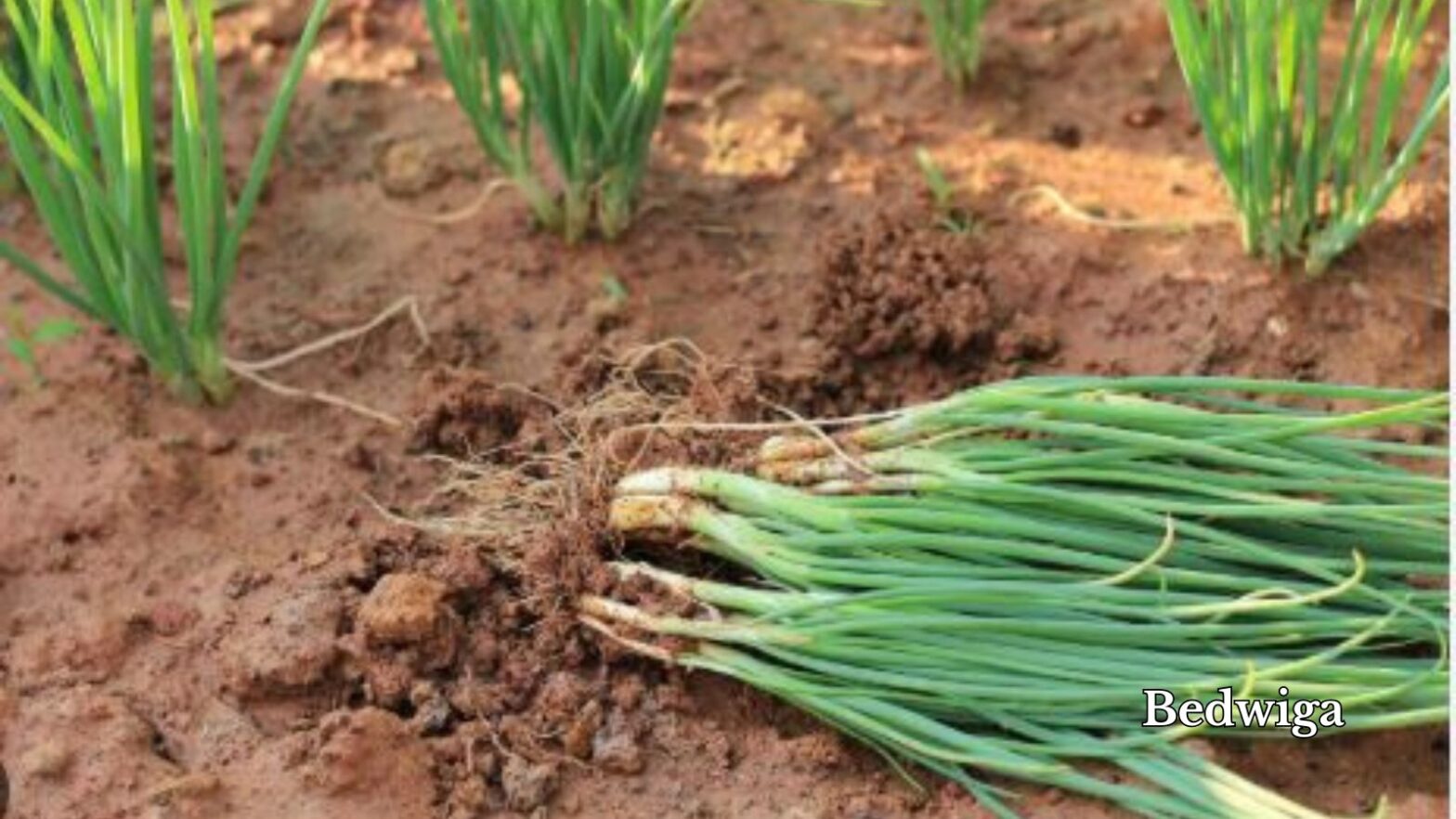 how to grow green onions from onions