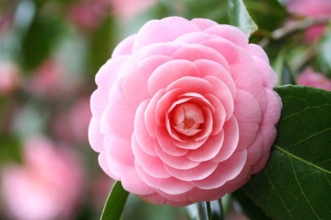 Pink Camellia Flower