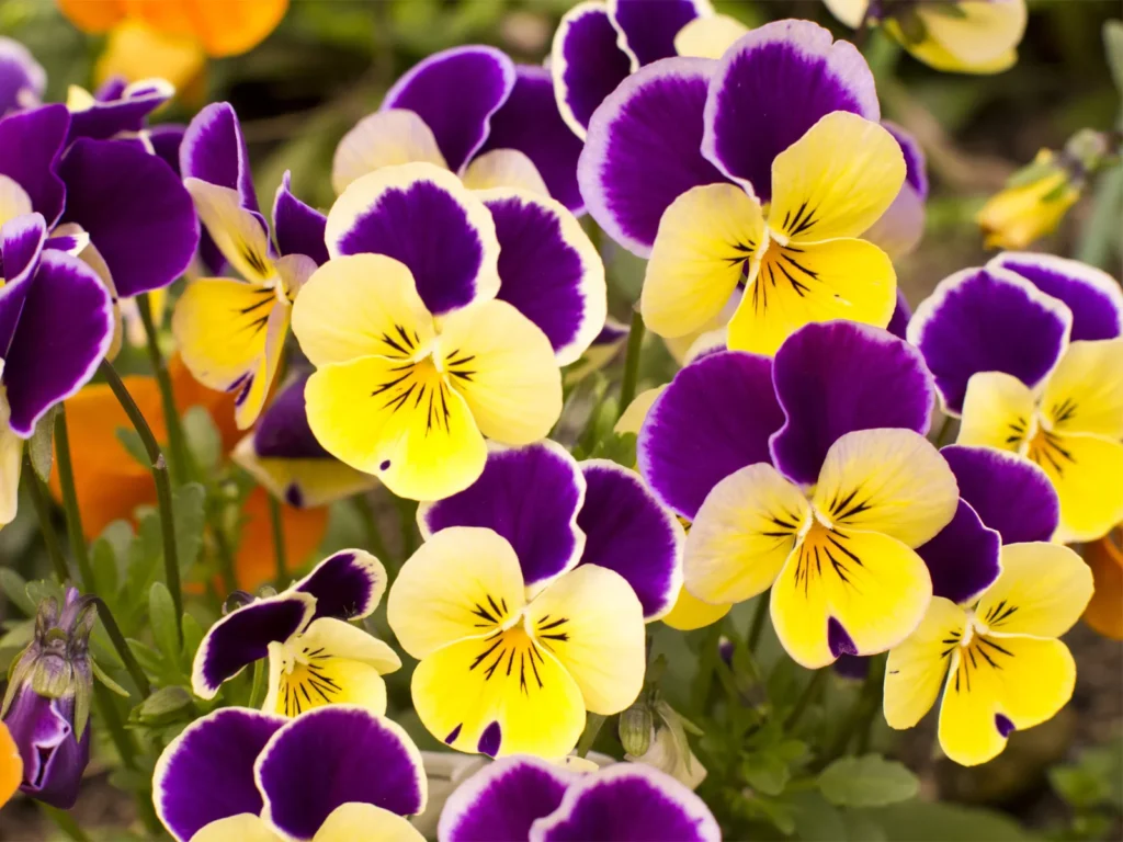 healthy pansies