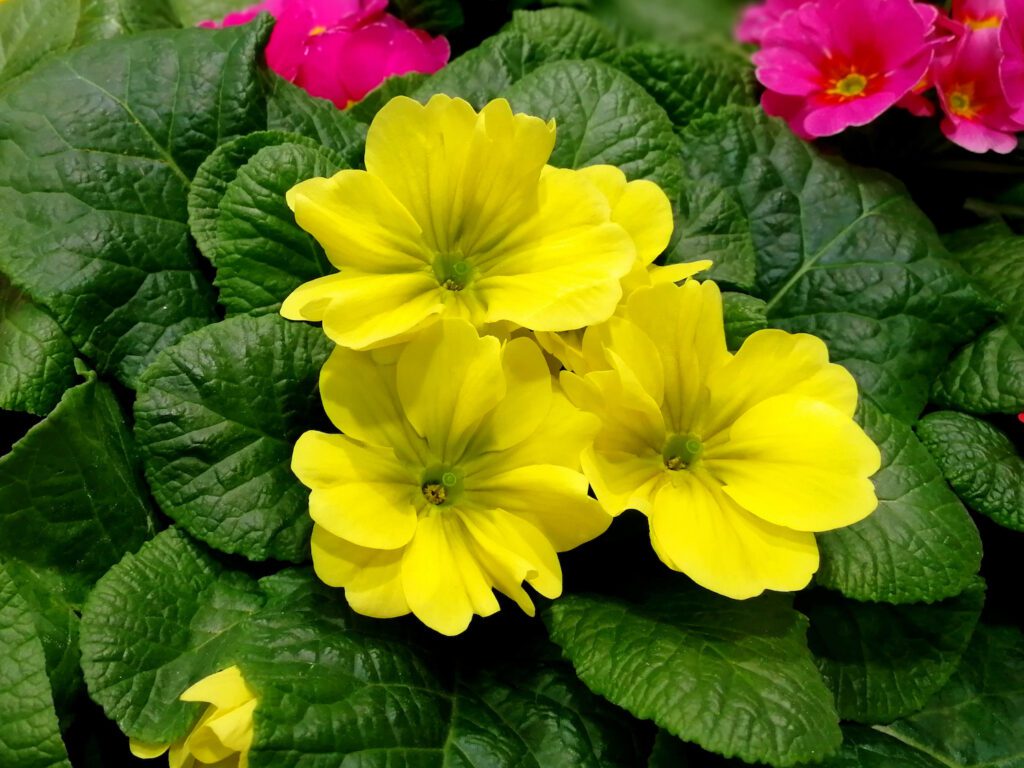 Primrose flowers symbolize young love and first feelings