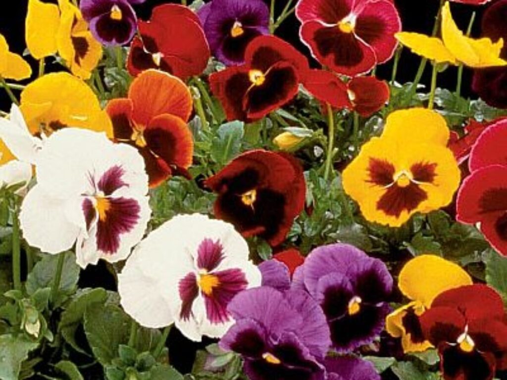 Majestic Giant Pansy