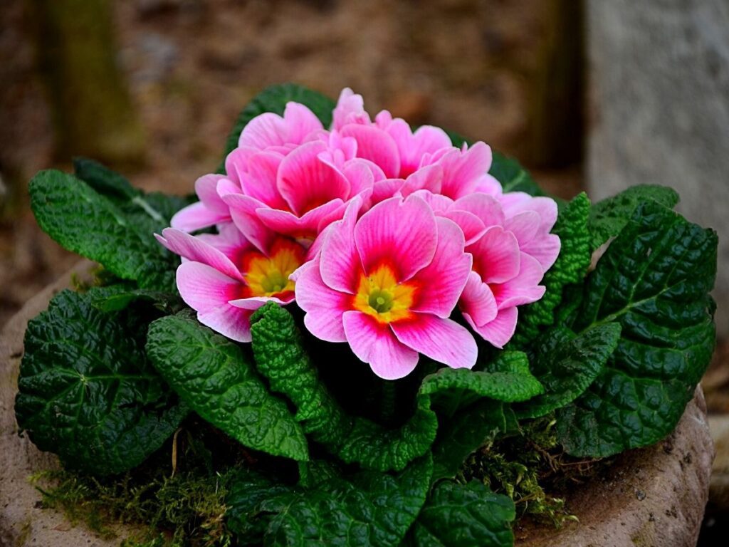 Pink primrose flower