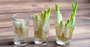 how to grow green onions from scraps 