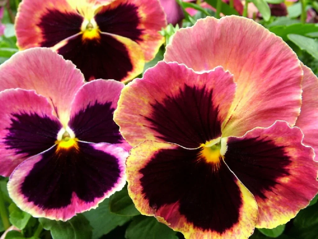 pansy matrix sunrise