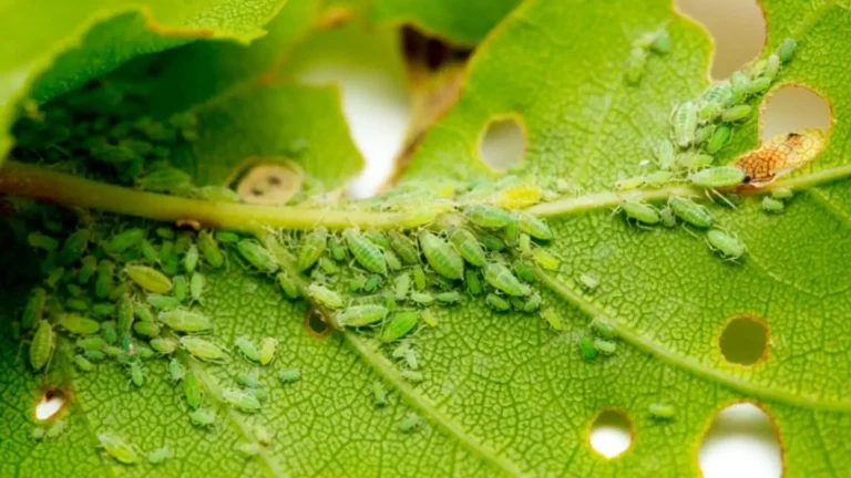 How to Get Rid of Aphids Naturally