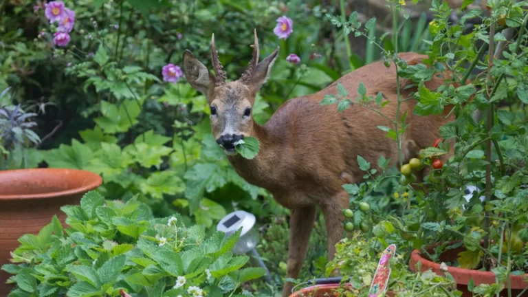 How to keep deer away from vegetable garden