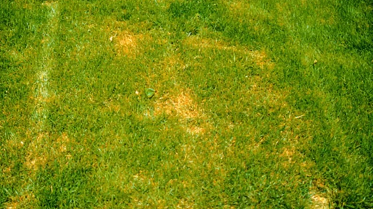 yellow spots on lawn