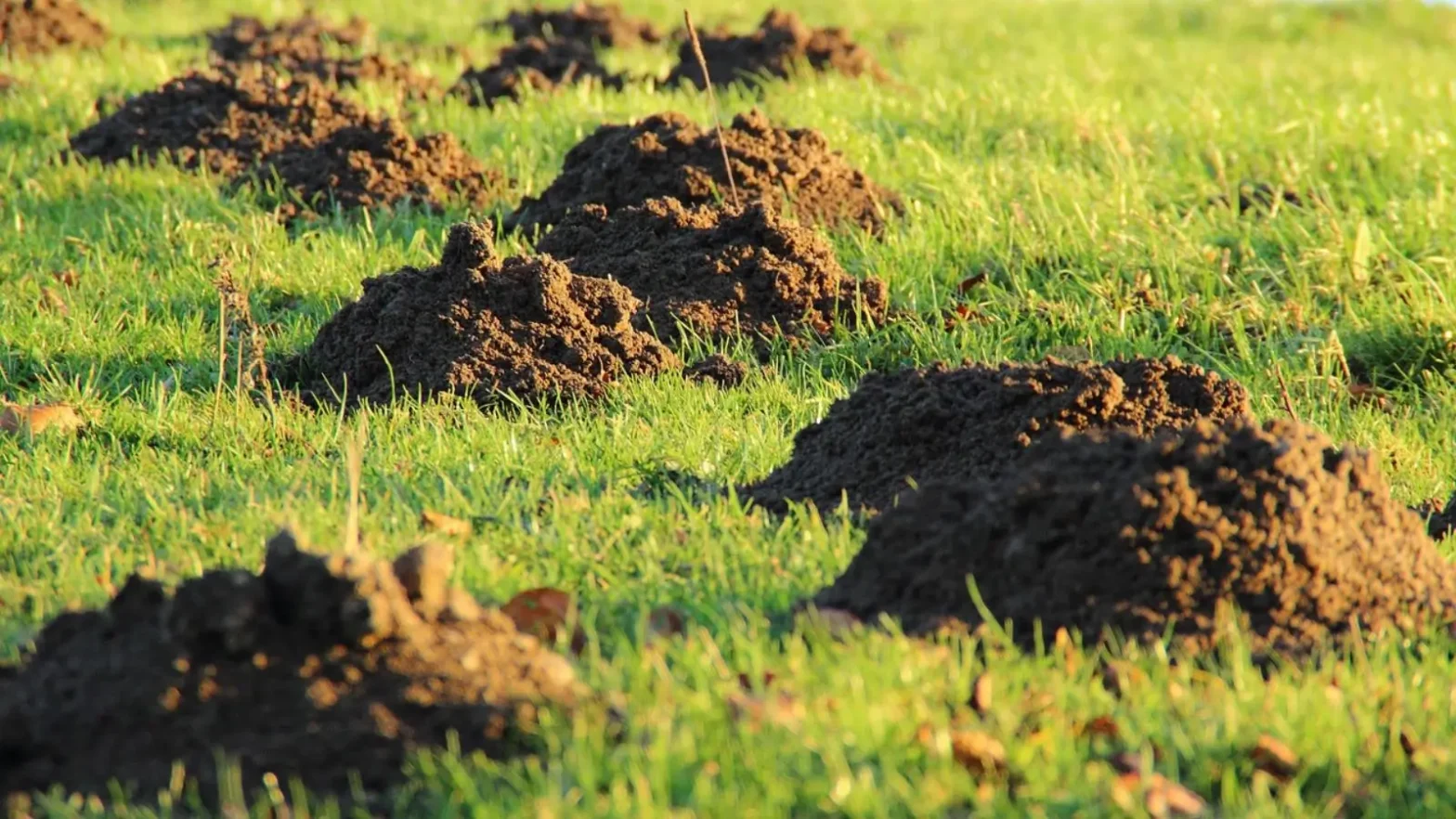 signs of moles in lawn